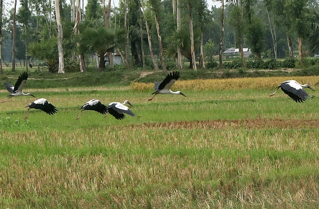 দূর আকাশে উড়ছে শামুকখোল