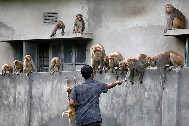 হারুনকে দেখলেই সব বানর আনন্দে খাবার খেতে চলে আসে।