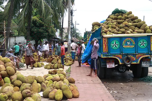 মৌসুমের এ সময়ে ট্রাকে কাঁঠাল আনা হয় নগরের কদমতলী এলাকায়