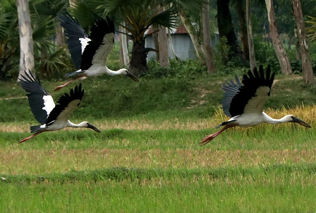 ডানা মেলে উড়ছে শামুকখোল