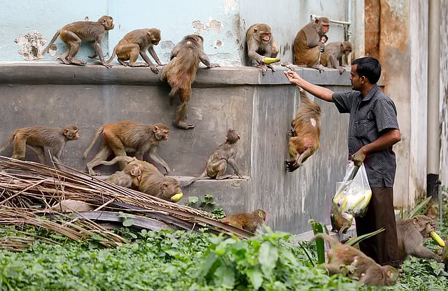 প্রতিদিন সকাল হলেই জুরাইন কবরস্থানের কর্মী মো. হারুন বানরগুলোর জন্য খাবার কিনে নিয়ে আসেন।