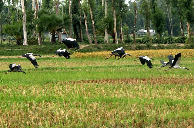 নীড়ে ফিরে যাওয়া