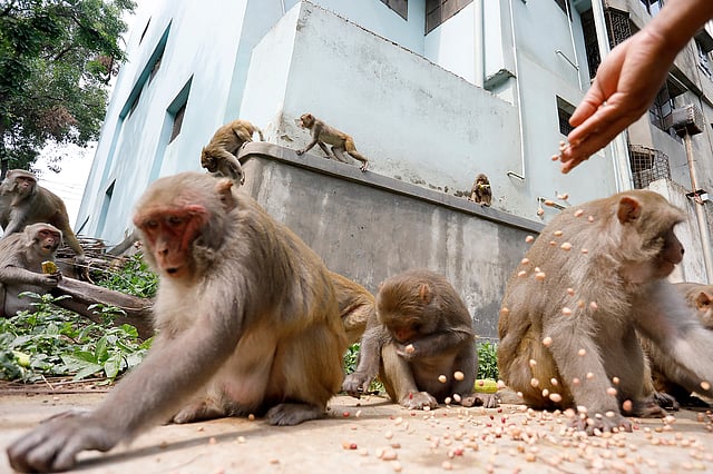 বানরগুলোর খুব পছন্দের খাবার বাদাম।