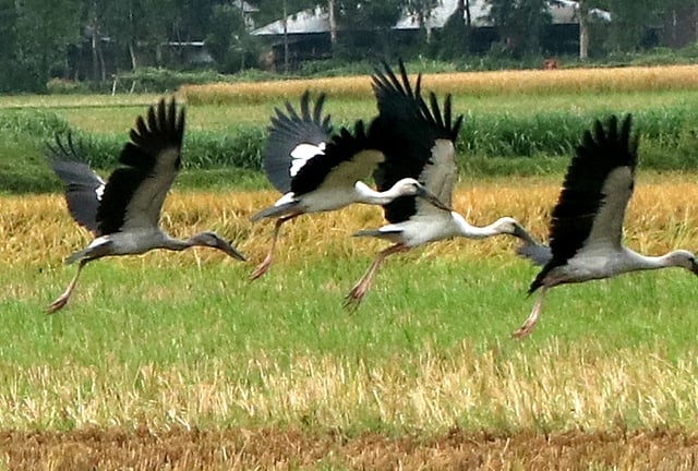 দূরের গ্রামে উড়ে যাচ্ছে শামুকখোল পাখি। লক্ষ্মীকোলা, শাজাহানপুর, বগুড়া