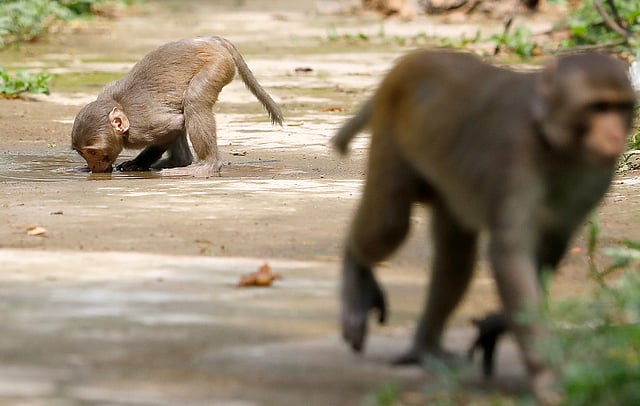 বানরের জন্য নিরাপদ পানি বড় সংকট।