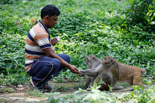 ছুটির দিনে অনেকে বানরের জন্য খাবার নিয়ে আসেন।