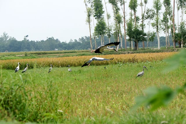 খাবার খুঁজছে শামুকখোল পাখি