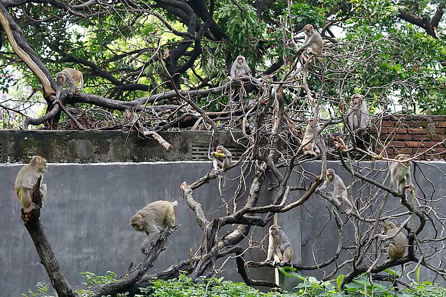 গাছের ডালে অসংখ্য বানর।