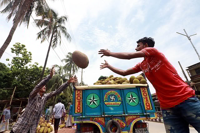 শৃঙ্খলা মেনে কাঁঠাল নামানো হচ্ছে