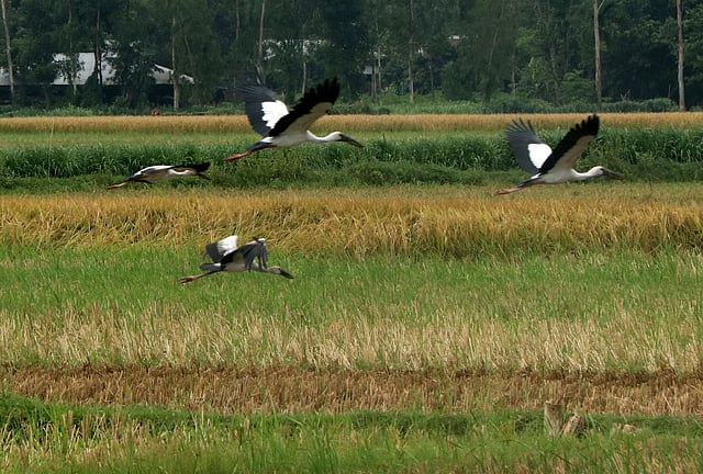 খাবারের খোঁজে