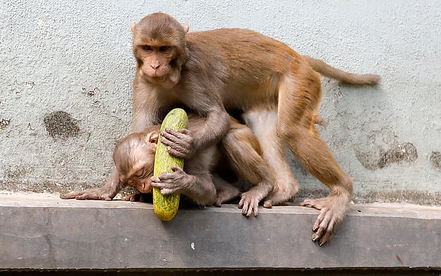 আছে খাবার নিয়ে কাড়াকাড়ি।