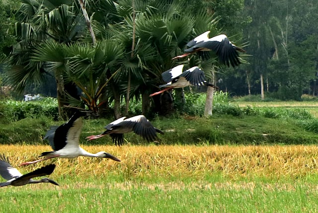 একঝাঁক পাখি