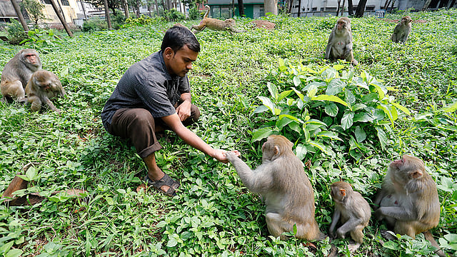 এসব বানর রেসাস ম্যাকাক (Macaca mulatta) প্রজাতির।