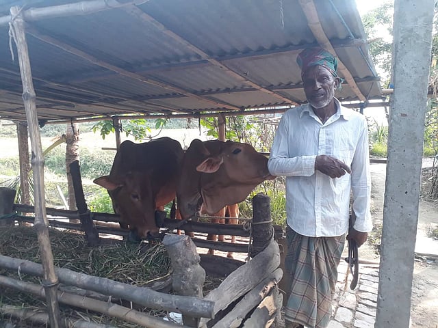গাভি আর বাছুর নেই। আছে অন্য দুটি গরু। গোয়ালঘরে আবুল হোসেন। ছবি: আসাদুজ্জামান।