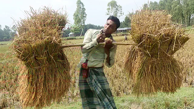 কষ্ট করে ধান ঘরে তোলা