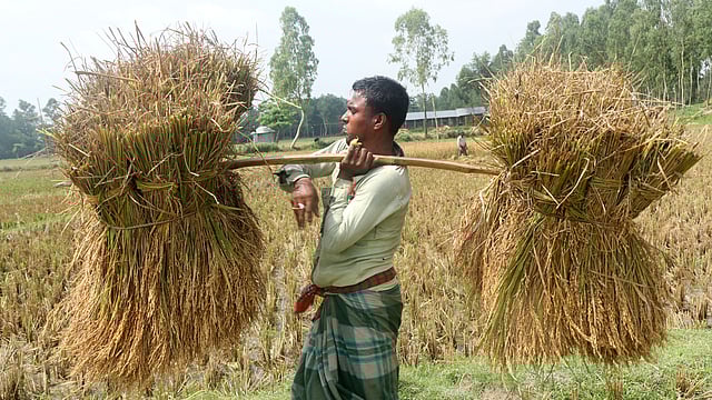 যত কষ্টই হোক, ধানের আঁটি তো উঠানে নিতে হবে