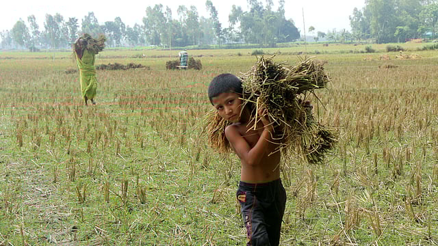 ফসল ঘরে তুলতেই হবে। বেশি দামেও মিলছে না শ্রমিক। তাই ধান ঘরে তুলতে মাঠে গিয়েছে বাড়ির শিশু রাহুল আকন্দ