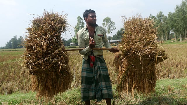 কাটা আঙুলে পট্টি বাঁধার পর আবার ধান কাটার কাজে ব্যস্ত শামীম
