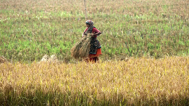 বসে নেই লাইলী বেগম। তিনিও সোনালি ফসল ঘরে তুলতে নেমে পড়েছে মাঠে। কেটে দেওয়া ধান পানি থেকে জমির আইলে তুলছেন