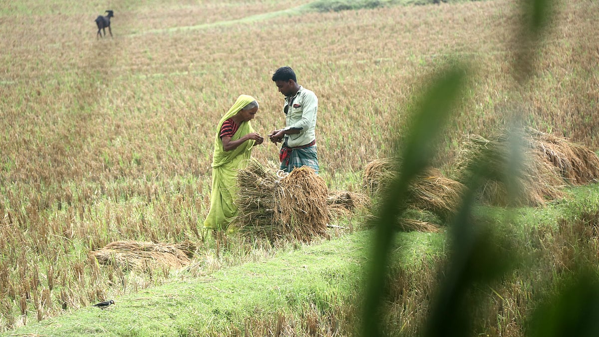সম্পর্কে দাদি-নাতি। বোরো ধান কাটতে নাতি শামীম আকন্দের হাতের আঙুল কেটে গেছে কাস্তেয়। দাদি বেগুনি বেগম শাড়ির আঁচল ছিঁড়ে নাতির কেটে যাওয়া আঙুল বেঁধে দিচ্ছেন।