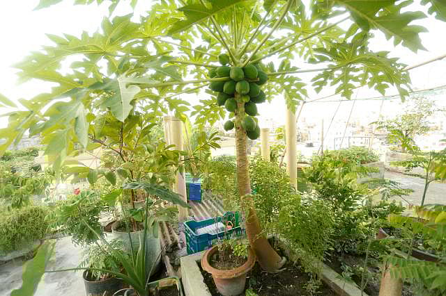 ঢাকার ছাদবাগানে ফল ও সবজি চাষ। ছবি: প্রথম আলো