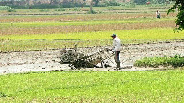 আউশ ধানের চারা রোপণের জন্য পাওয়ার টিলার দিয়ে জমিতে মই দেওয়া হচ্ছে।