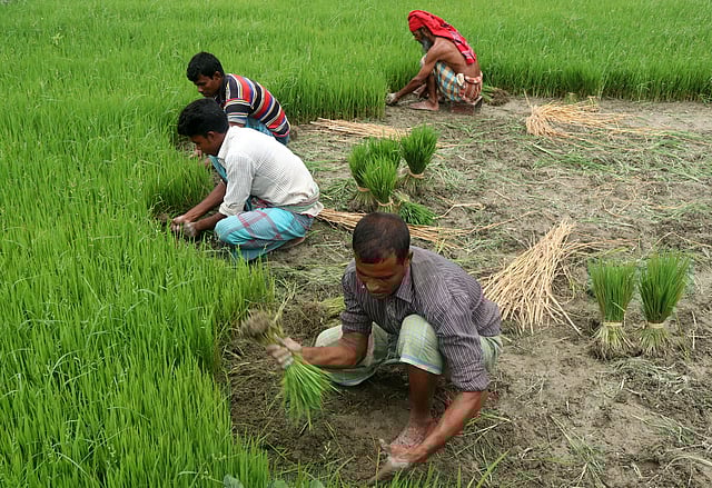 দল বেঁধে তোলা হচ্ছে আউশ ধানের চারা।