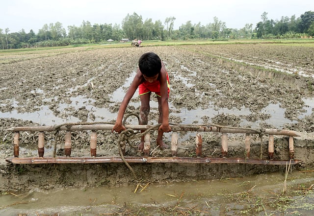 আউশ ধান রোপণের আগে মই দিয়ে জমি সমান করতে হয়। জমিতে মই দিতে এসেছে এই শিশু।