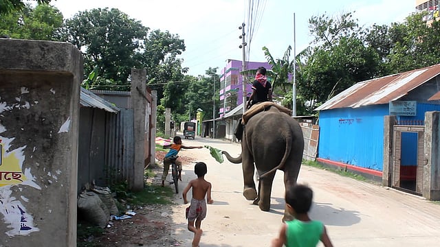 জনতার প্রতিরোধ ও সাংবাদিকদের ক্যামেরা তাক করতে দেখে টাকা না নিয়েই পালাল চাঁদাবাজ হাতি। ছবিটি বুধবার সকালে ভৈরব পৌর শহরের চন্ডিবের এলাকা থেকে তোলা। ছবি: সুমন মোল্লা, নিজস্ব প্রতিবেদক, ভৈরব
