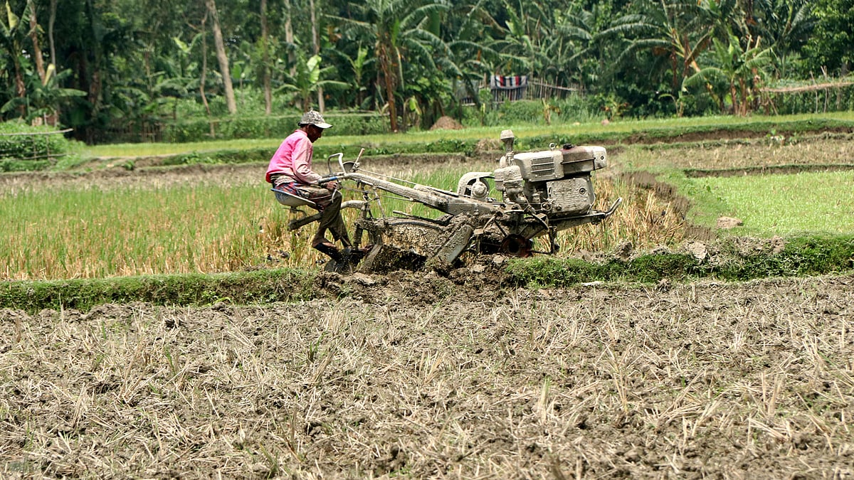 আউশ ধান রোপণের জন্য পাওয়ার টিলার দিয়ে জমি চাষ করছেন এক কৃষক।