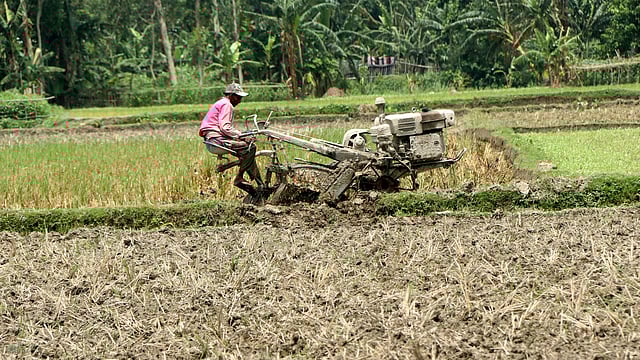 আউশ ধান রোপণের জন্য পাওয়ার টিলার দিয়ে জমি চাষ করছেন এক কৃষক।