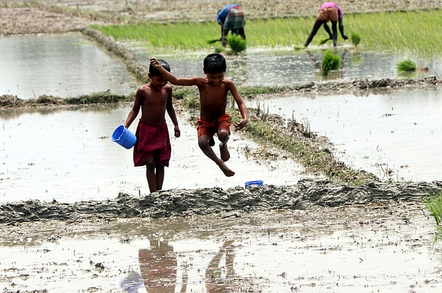 আউশ ধানের খেতের আইলে দুরন্তপনায় মেতে উঠেছে দুই শিশু।