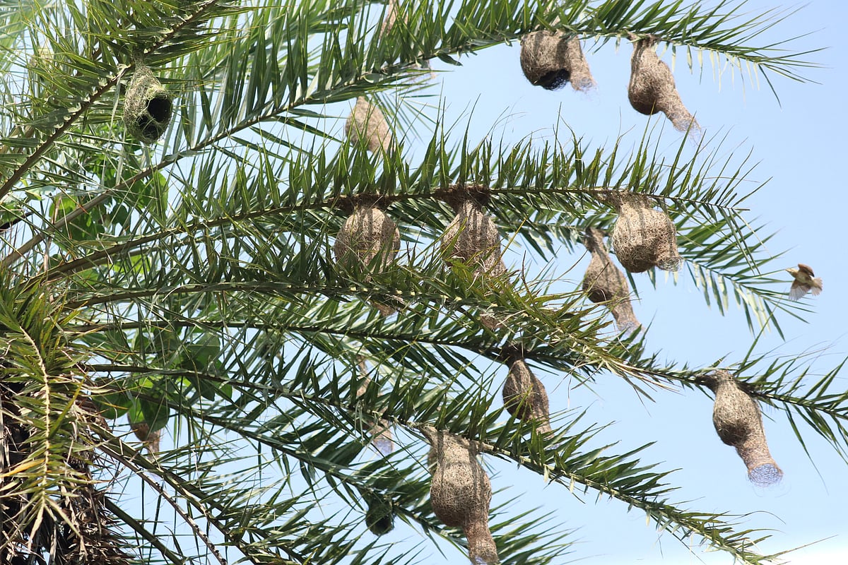 খেজুরগাছের ডালে ডালে বাবুই পাখির বাসা।