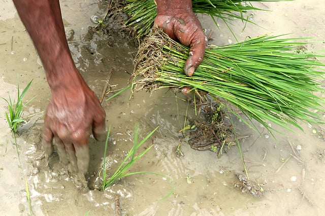 আউশের চারা রোপণে সুশৃঙ্খলভাবে চারা রোপণ করছেন কৃষক।