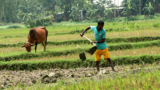 জমিতে কাজে ব্যস্ত কৃষক।
