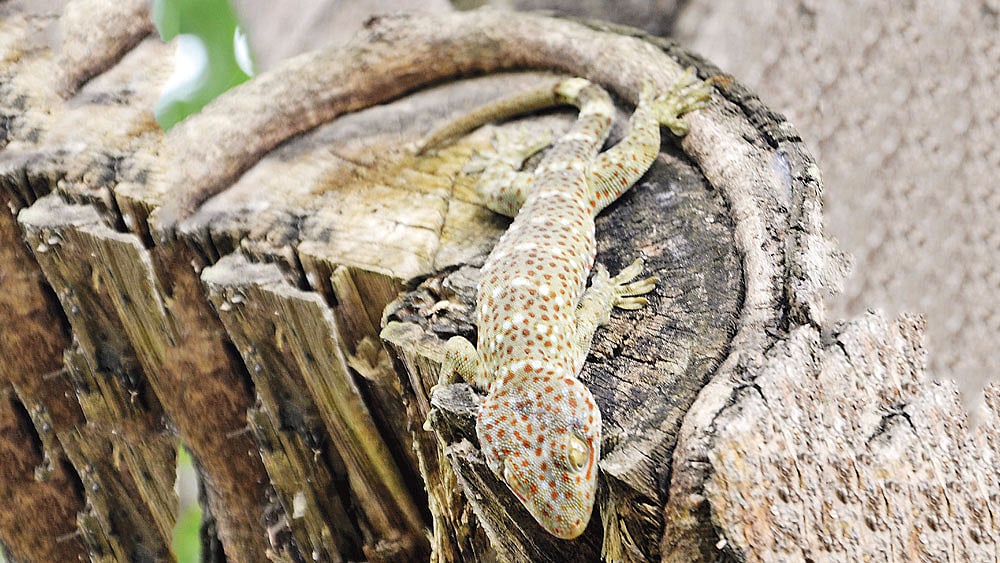 গেকোনিডি গোত্রের গিরগিটি প্রজাতির তক্ষক।  তক্ষকের ছবিটি উত্তর রেংক্যার্যা এলাকা থেকে সম্প্রতি তোলা।  প্রথম আলো