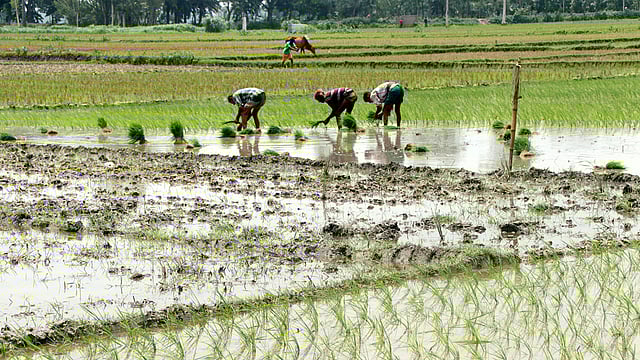 পরিপাটি জমিতে আউশ ধানের চারা রোপণ করছেন কৃষকেরা।