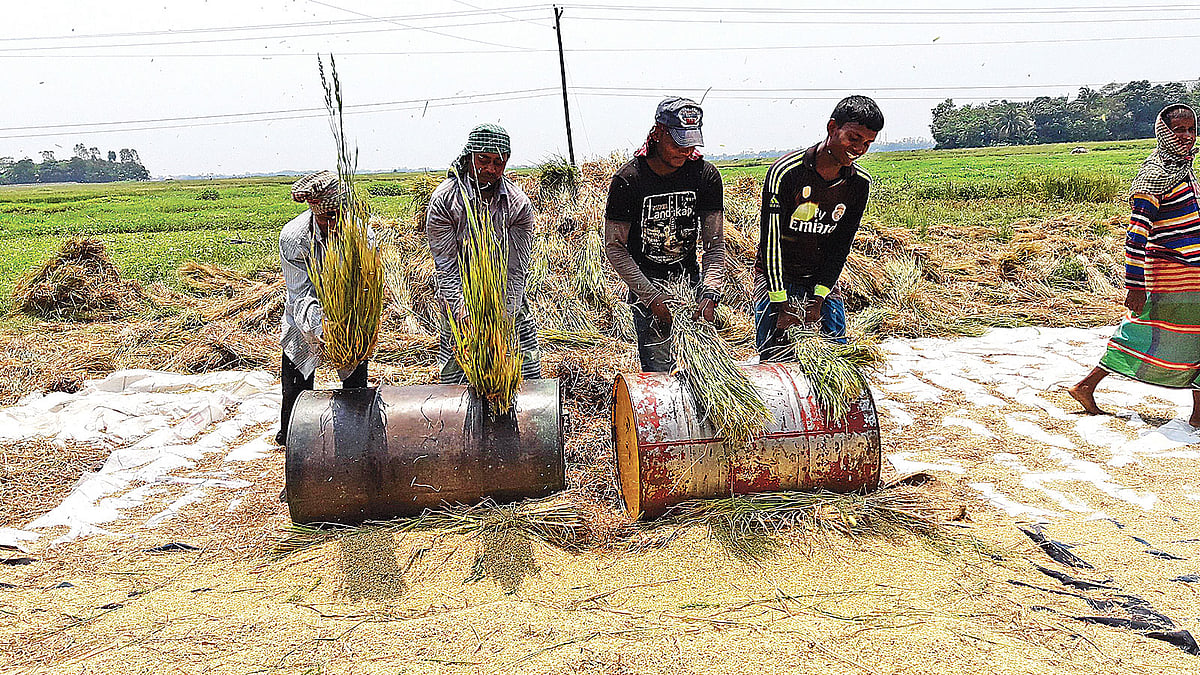 কৃষকেরা বোরো ধান মাড়াই করছেন। সম্প্রতি কুমিল্লার মেঘনা উপজেলার পারারবন্দ গ্রামে।