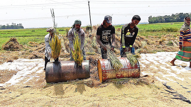 কৃষকেরা বোরো ধান মাড়াই করছেন। সম্প্রতি কুমিল্লার মেঘনা উপজেলার পারারবন্দ গ্রামে।