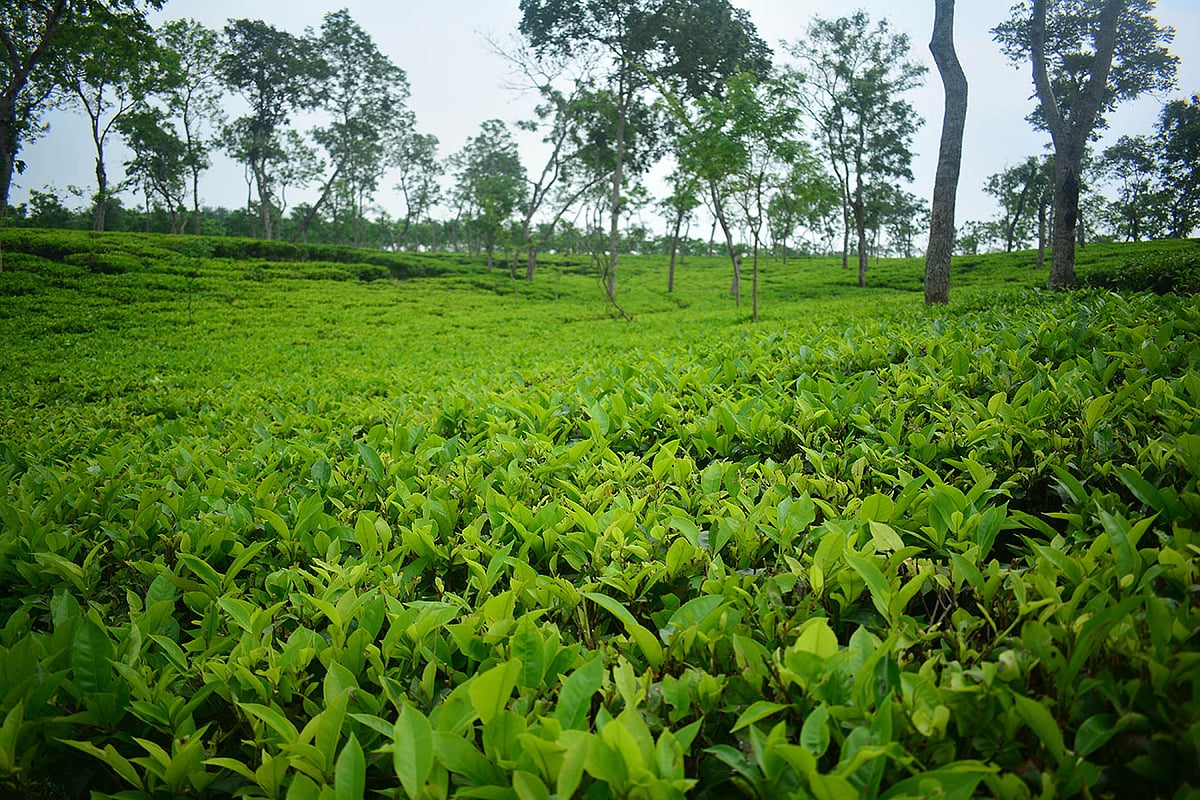 সবুজের চাদর বিছানো শ্রীমঙ্গলের চা-বাগান। ছবি: শিমুল তরফদার