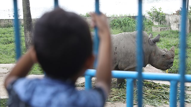 গন্ডার দেখছে সে। ছবি: আবদুস সালাম