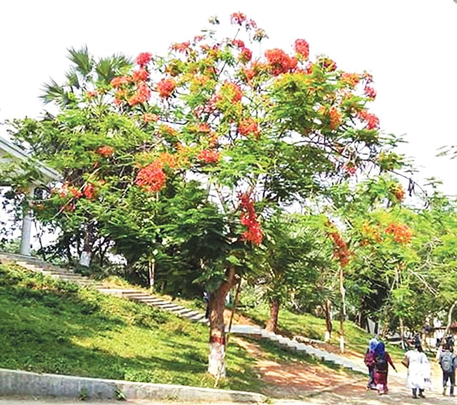 কুমিল্লা বিশ্ববিদ্যালয়ের কৃষ্ণচূড়া