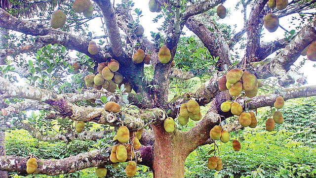 গাছে ঝুলে আছে প্রচুর কাঁঠাল। গতকাল দুপুরে কুমিল্লা বিশ্ববিদ্যালয়ের পশ্চিম দিকে।  প্রথম আলো
