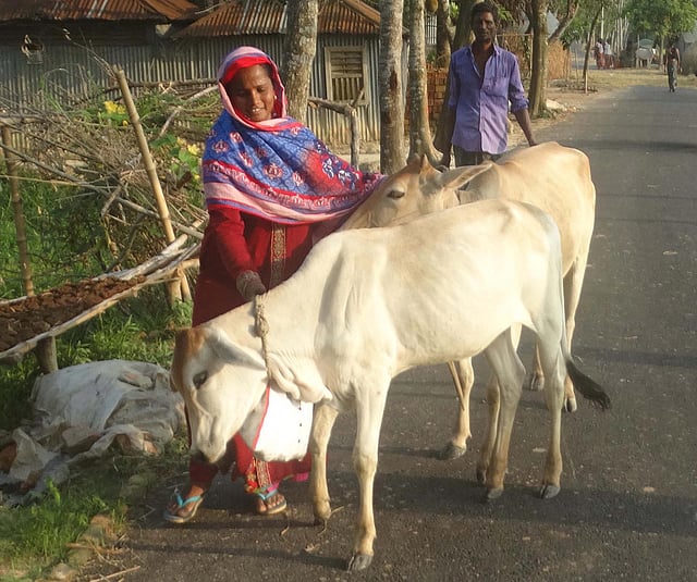 পরম মমতায় পশুরা