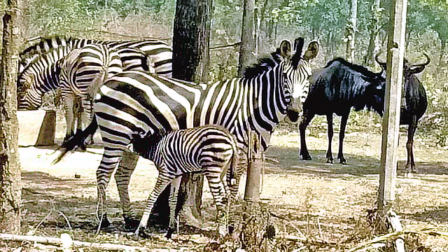 জেব্রার পালে এসেছে নতুন অতিথি। গত ২৮ মে ও ৯ জুন দুটি শাবকের জন্ম হয়। তার একটি মায়ের দুধ পান করছে। গত রোববার গাজীপুরের শ্রীপুরে বঙ্গবন্ধু শেখ মুজিব সাফারি পার্কে।  ছবি: সাদিক মৃধা