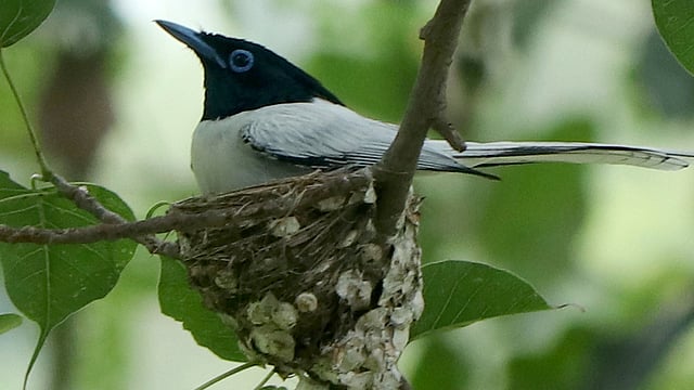 নীড়ে বসে দুধরাজ পাখি