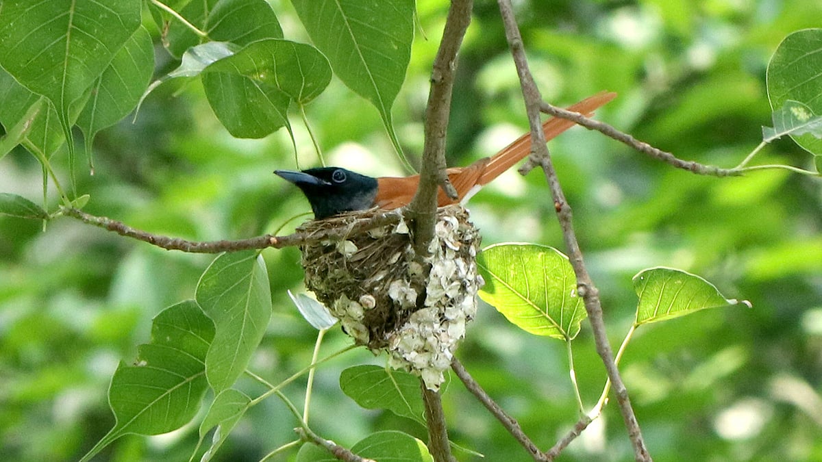 নীড়ে বসে উজ্জ্বল বাদামি রঙের স্ত্রী পাখি