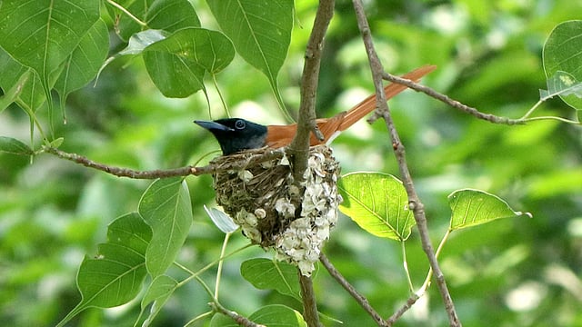 নীড়ে বসে উজ্জ্বল বাদামি রঙের স্ত্রী পাখি