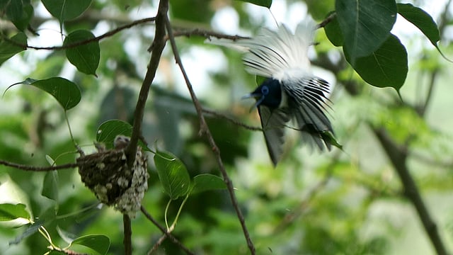নীড়ে ফিরছে পুরুষটি