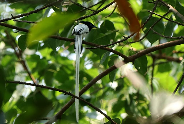 এই পাখির লম্বা লেজ সবার দৃষ্টি আকর্ষণ করে